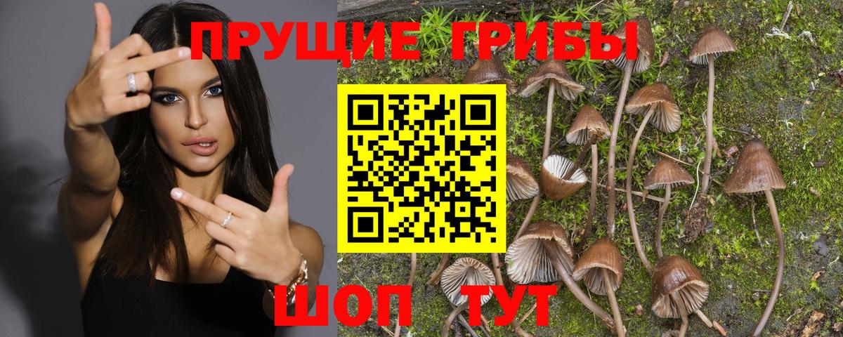 Котлас  Псилоцибиновые грибы Psilocybine cubensis  Вход с VPN 
